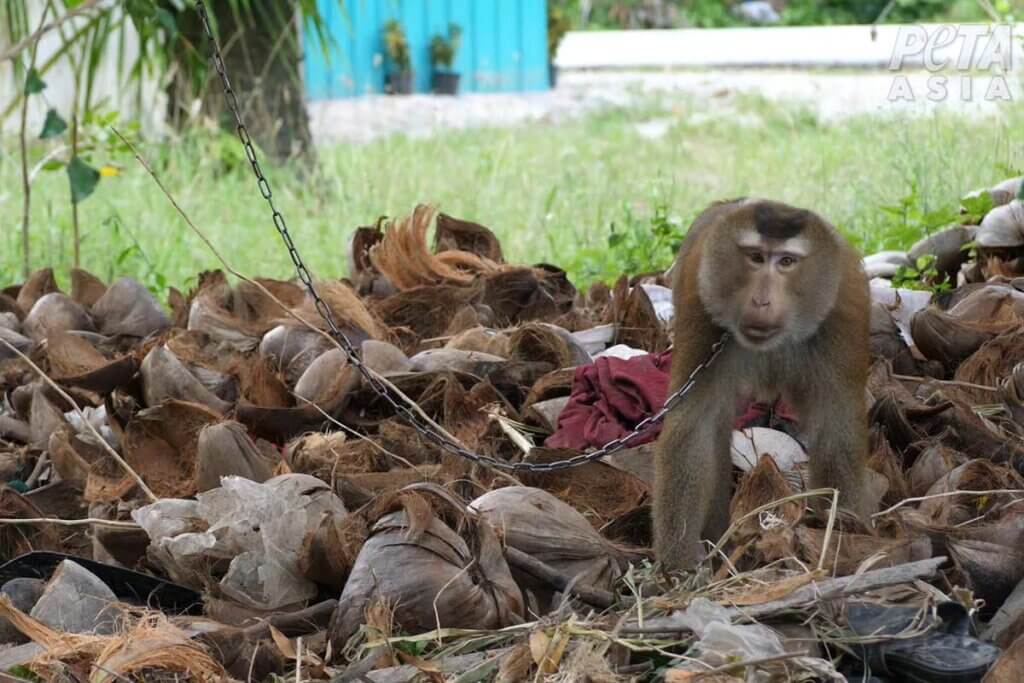 Affe in Ketten sammelt Kokosnuesse