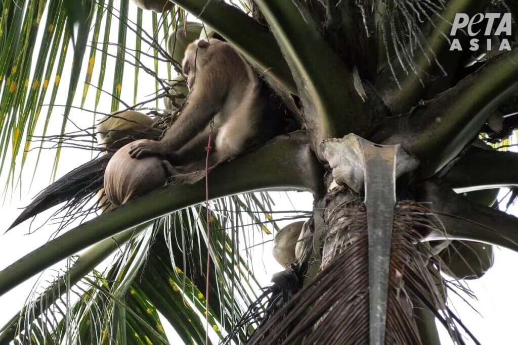 Affe sammelt Kokosnuesse auf einer Palme