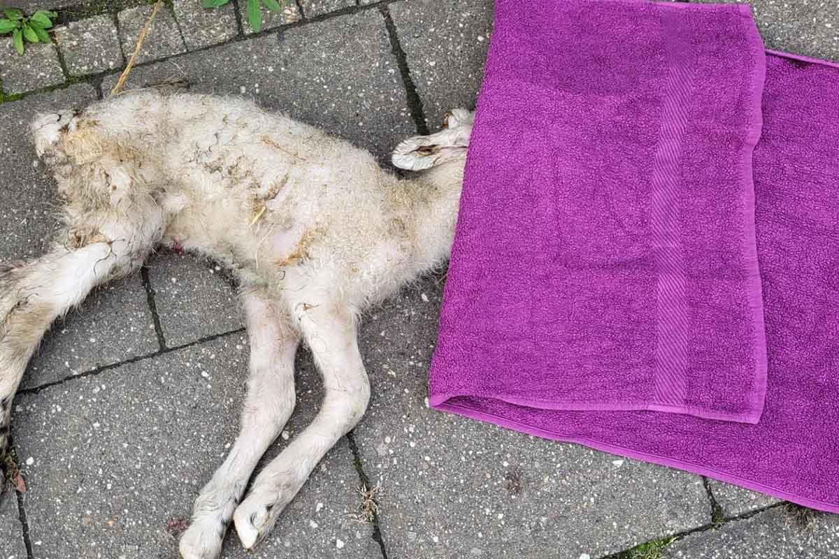 Schäfer verliert Lämmer, mehrere davon sterben: Zeuge gesucht