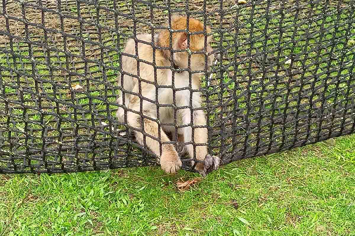 Circus Barus in Rodgau: Anzeige wegen Tierschutzverstößen