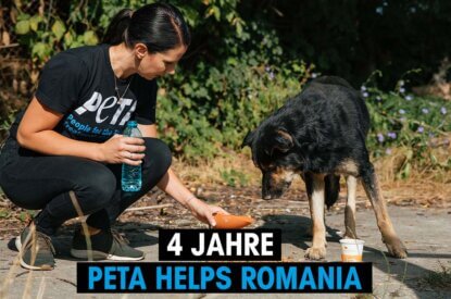 PETA helps Romania Mitarbeiterin fuettert Hund