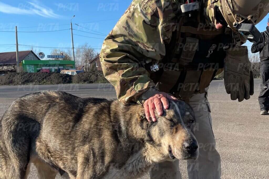 Ein Soldat streichelt einen veraengstigten Hund am Kopf.