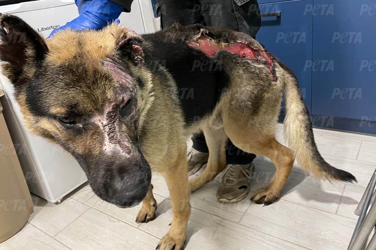 Verletzer Schaeferhund mit Wunden im Gesicht und einer offenen Rueckenwunde steht im Behandlungsraum.