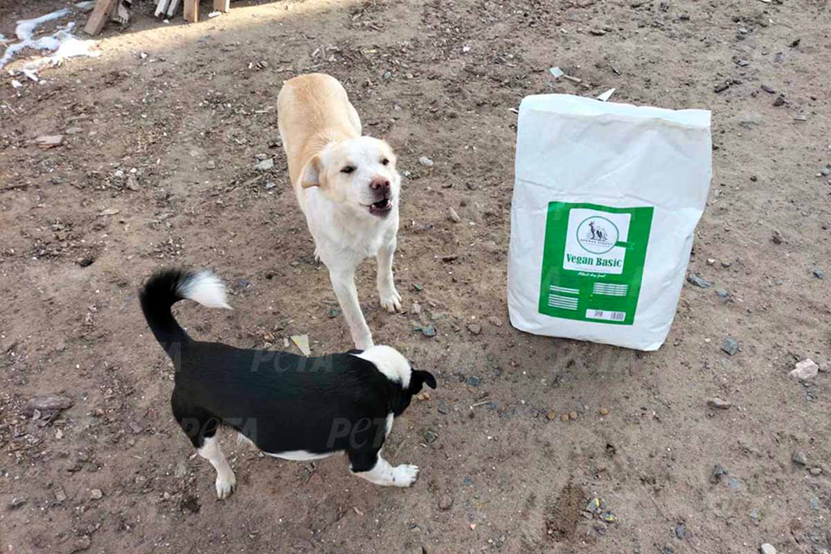 Zwei Hunde stehen neben einer Nahrungstüte