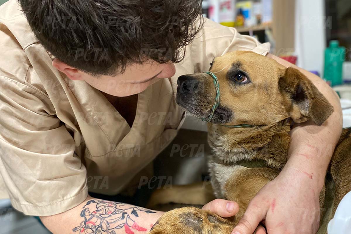 Ein verletzter Hund mit zugeschnürtem Maul wird von einem Menschen im Arm gehalten