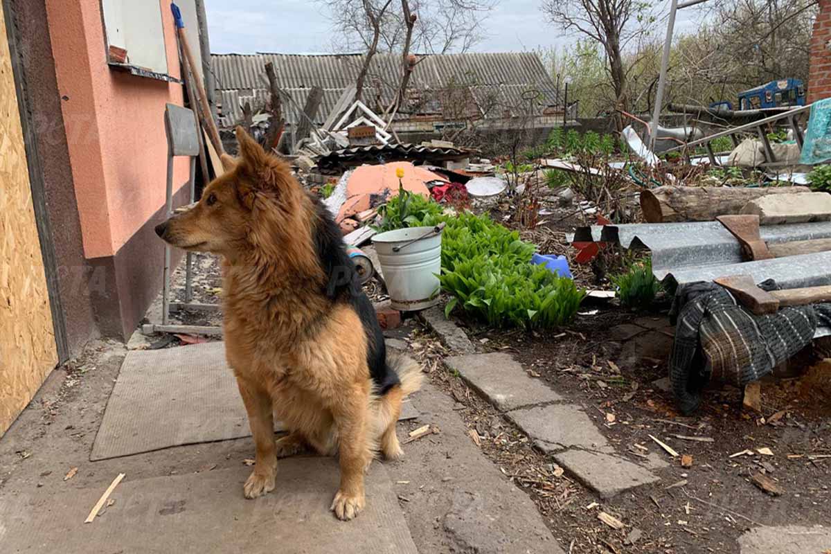 Hund sitzt neben zerstörtem Haus