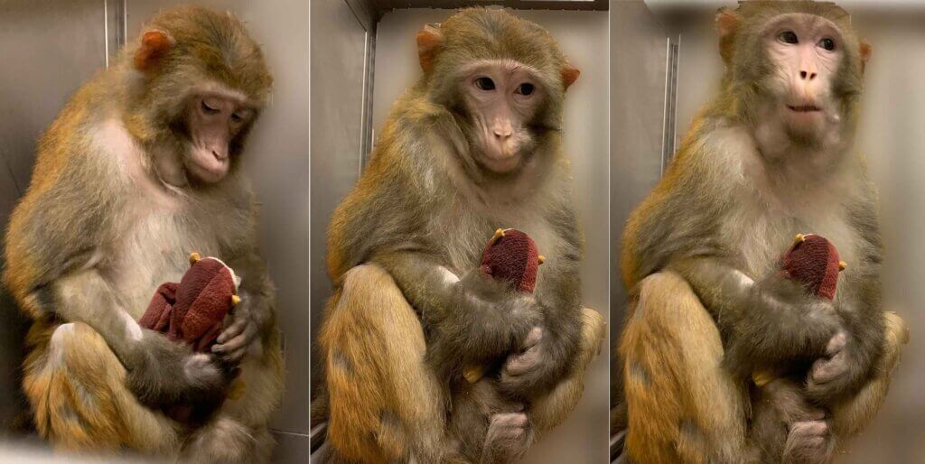Affe mit Baby im Tierversuchslabor