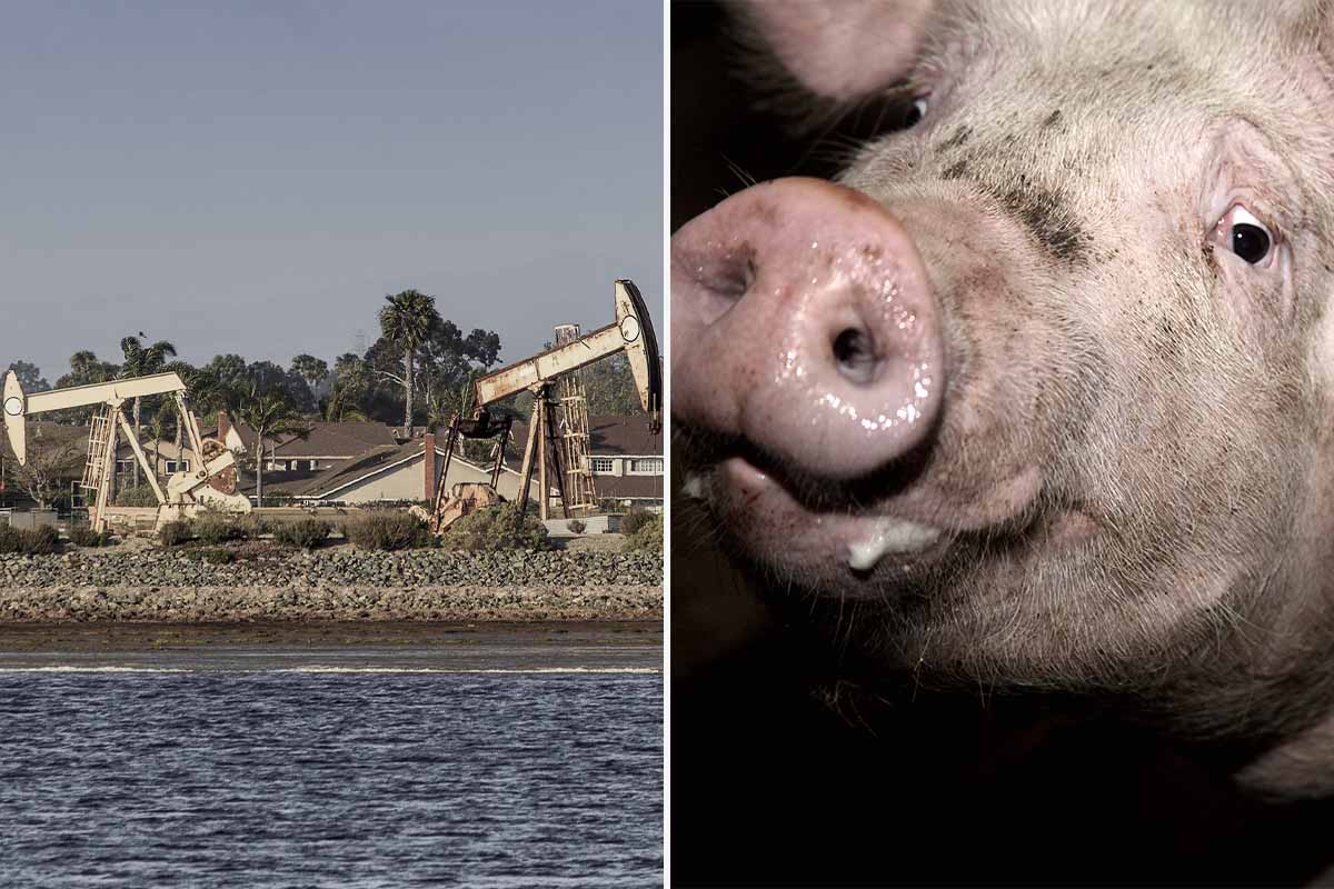 Energiekrise: Tierwirtschaft verschwendet Gas und Energie