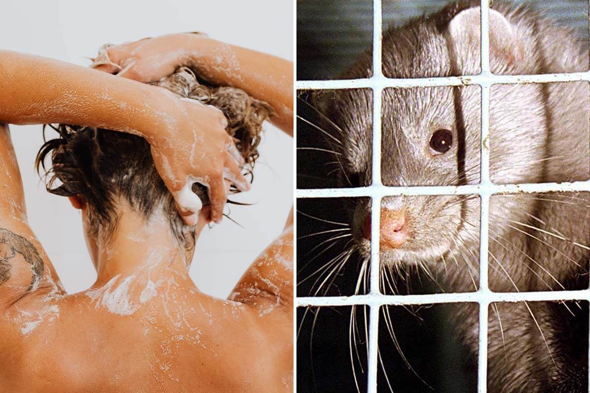 Nerzöl: Steckt das Tierqualprodukt auch in Ihrem Shampoo?
