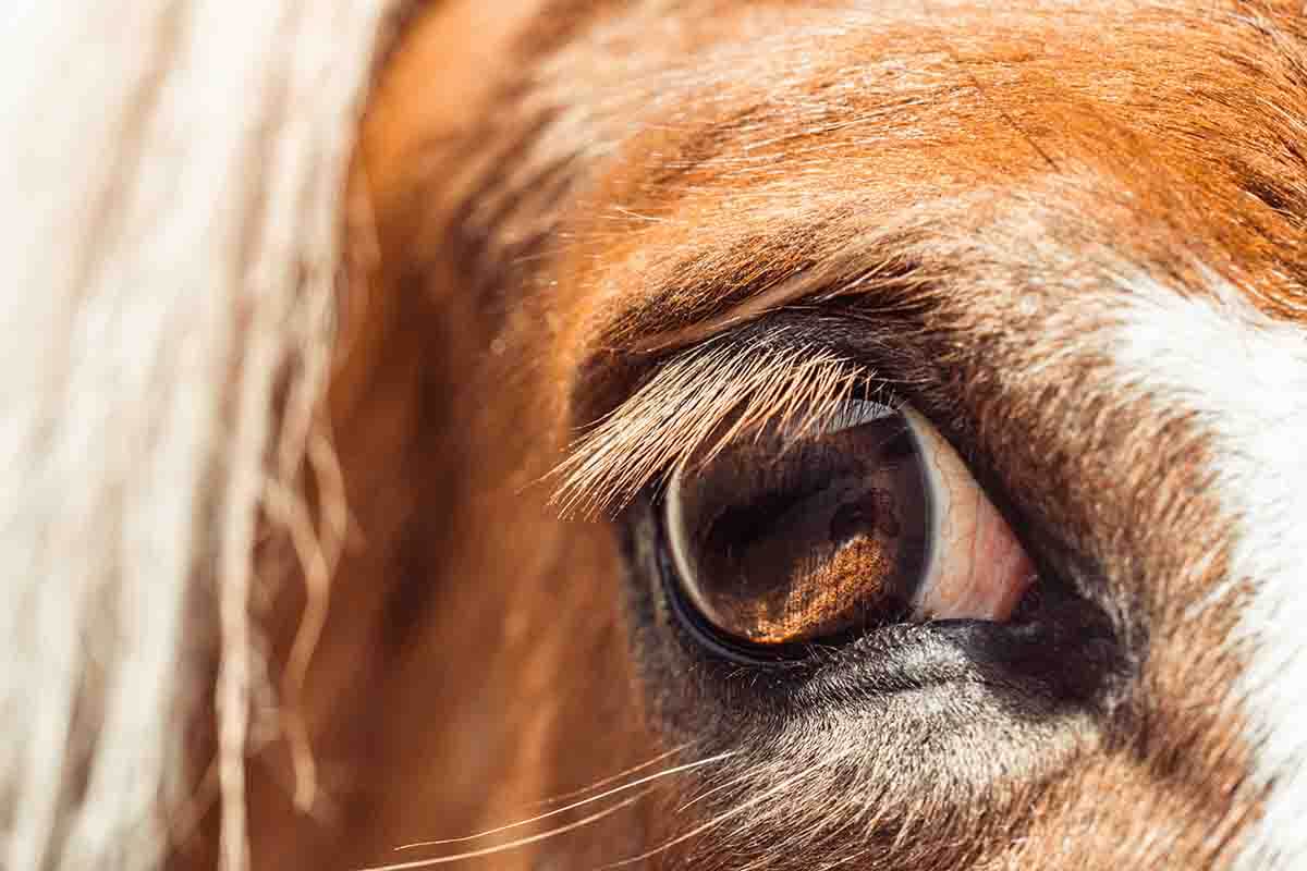 Stress und Schmerzen bei Pferden erkennen | Infos und Tipps