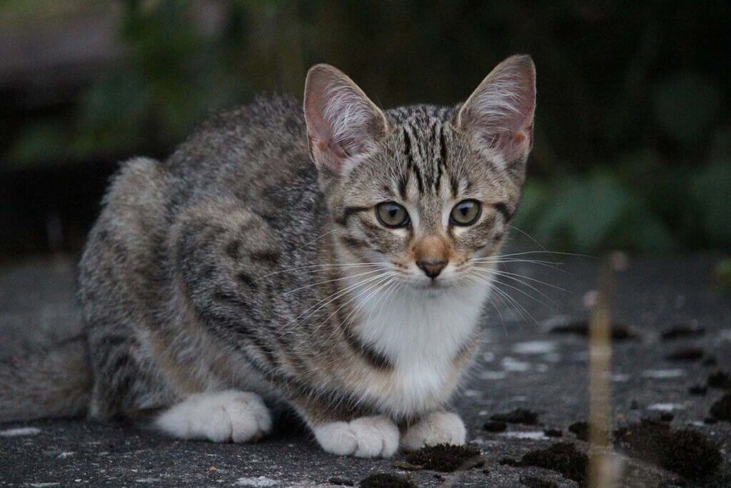 babykatze