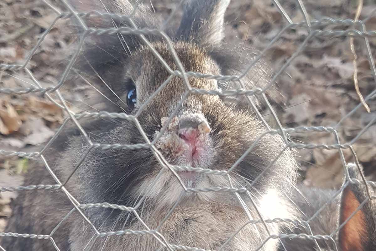 Sonnenhof Stuttgart: Kaninchen leiden auf „Erlebnisbauernhof“