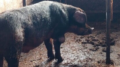 Abgemagertes Schwein in Karstaedt