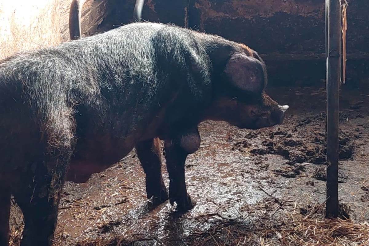 Strafanzeige: Abgemagerte Schweine zwischen Müll und Fäkalien in Karstädt