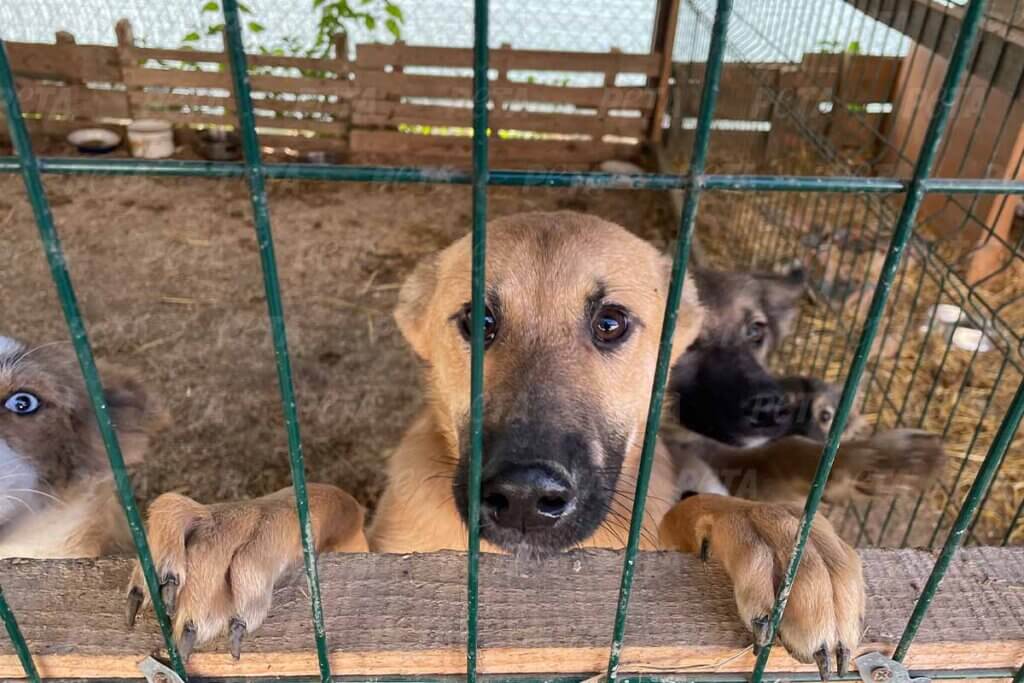 Gerettete Hunde aus der Ukraine