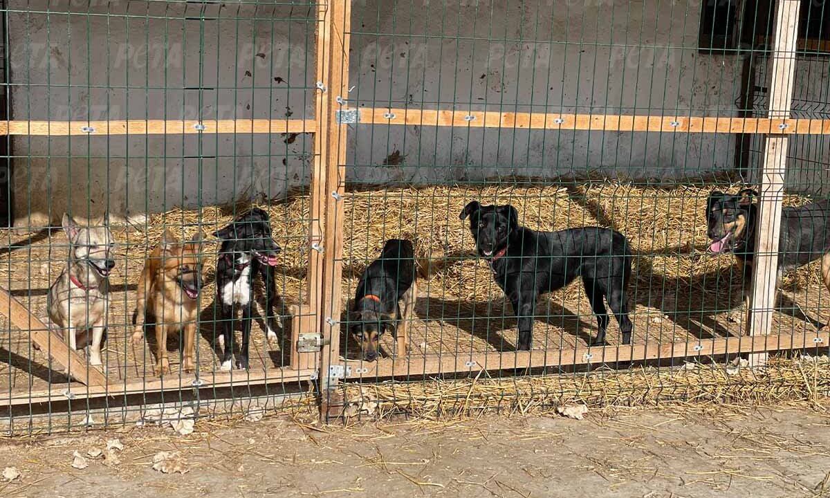 Gerettete Hunde aus der Ukraine