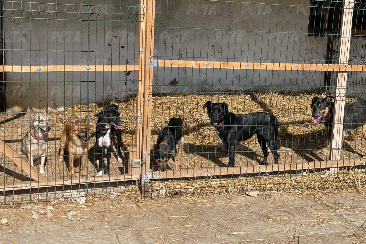 Gerettete Hunde aus der Ukraine