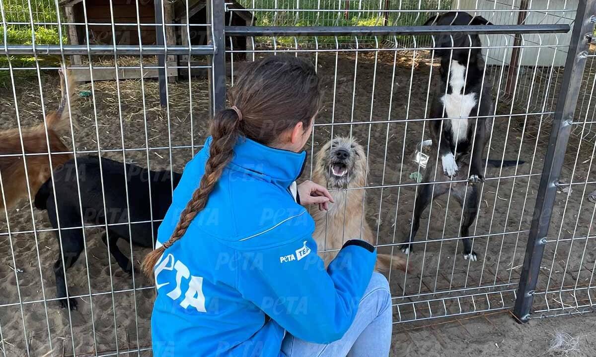PETA Mitarbeiterin streichelt gerettete Hunde