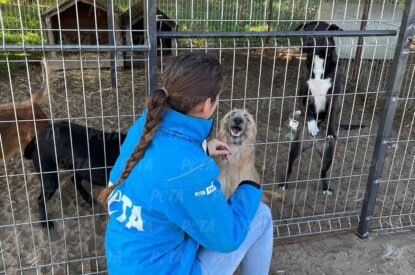 PETA Mitarbeiterin streichelt gerettete Hunde