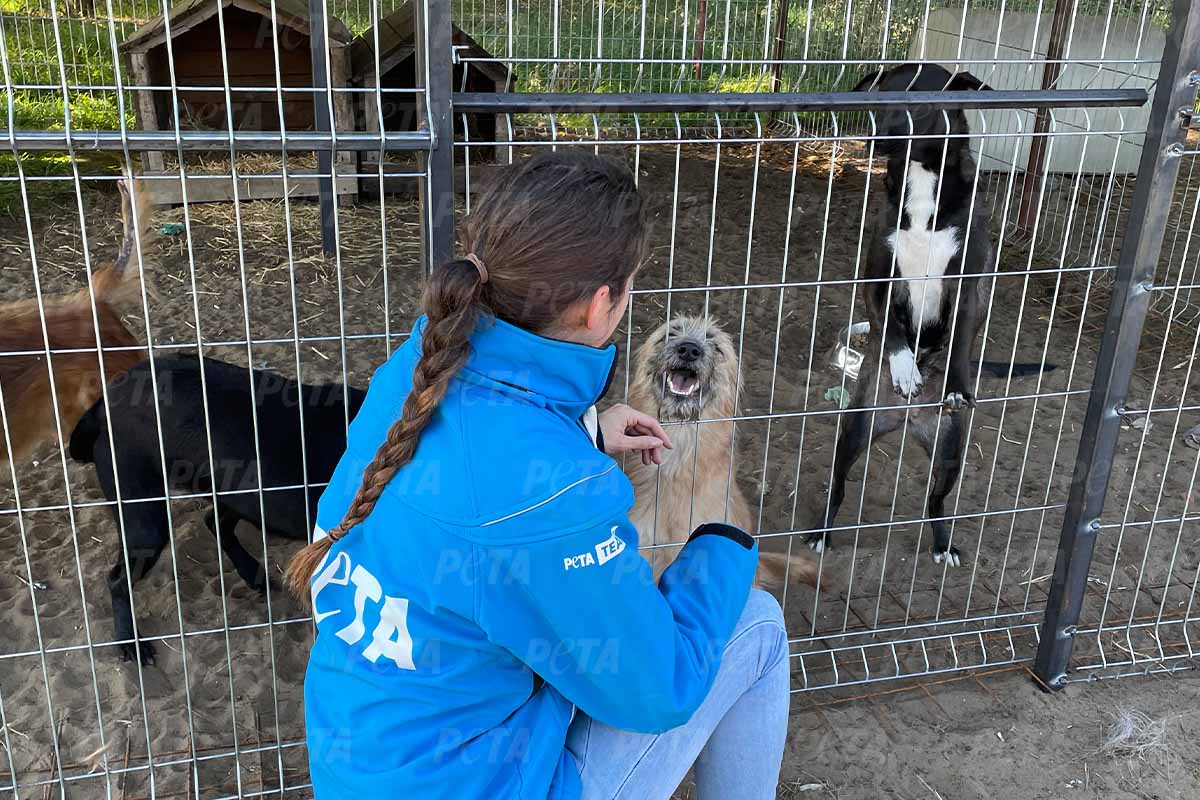 Tiere in der Ukraine: PETA hilft weiterhin Tieren in Not