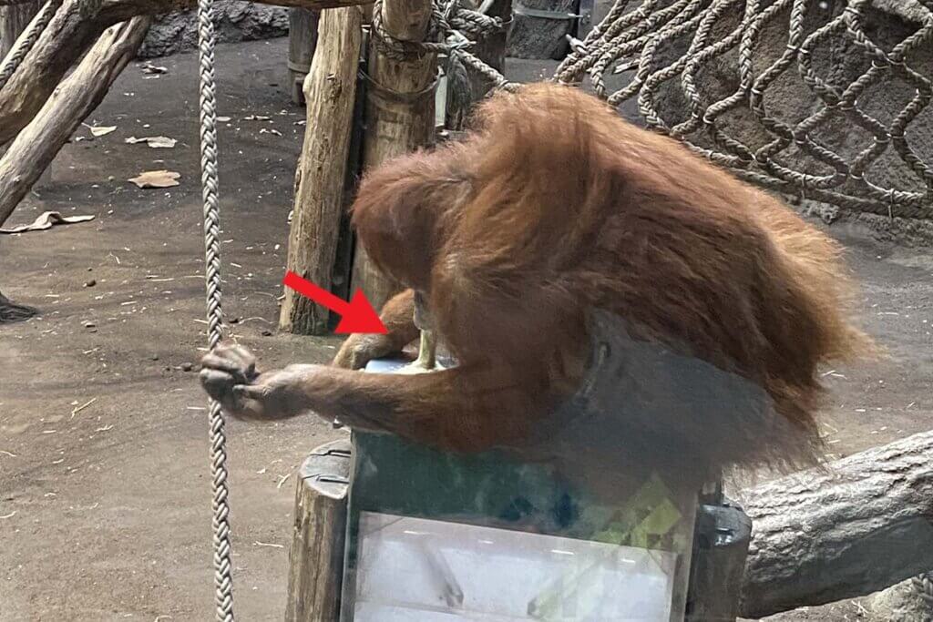 Orang-Utan isst Kot