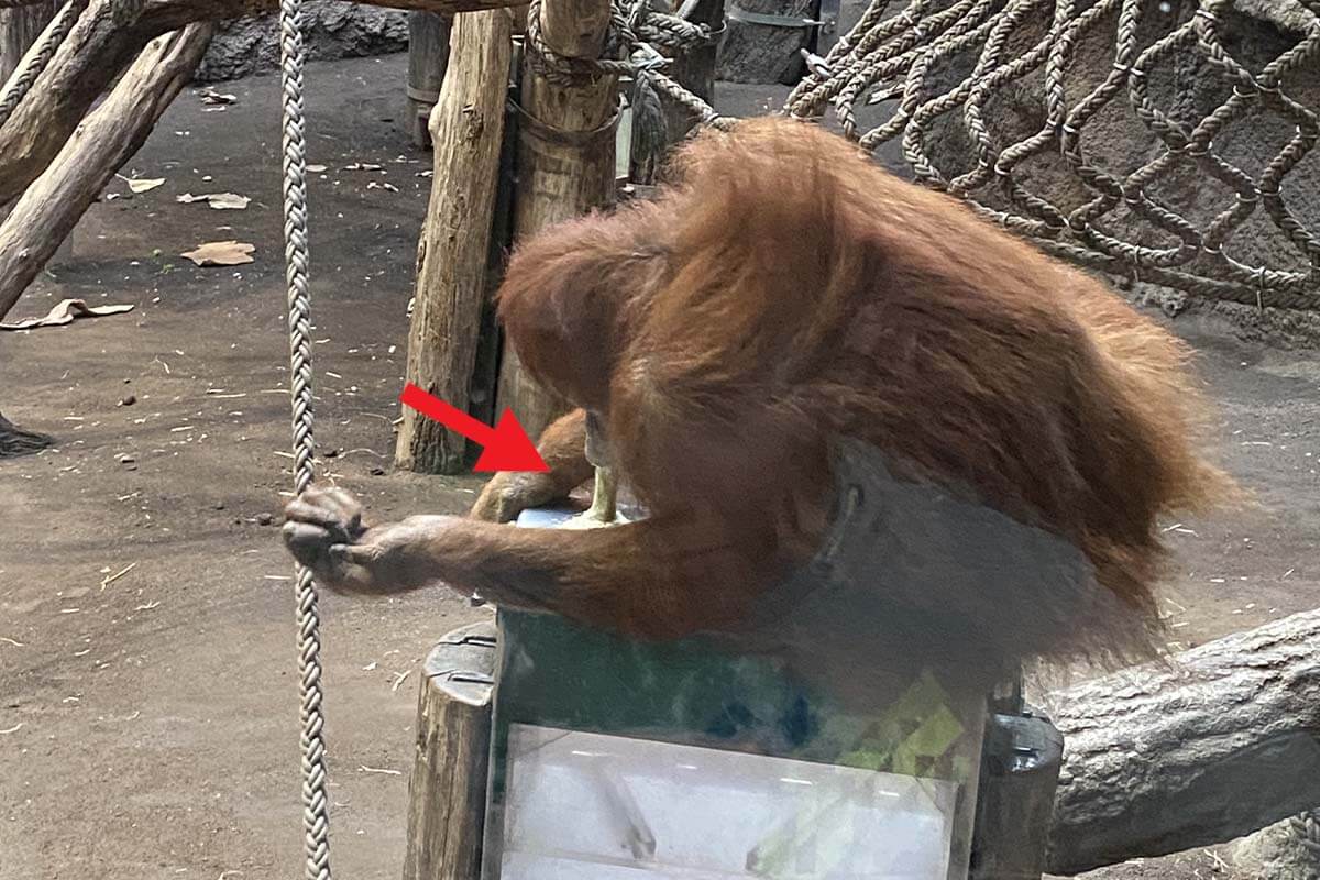 Orang-Utan im „Vorzeige-Zoo“ Leipzig isst sein Erbrochenes
