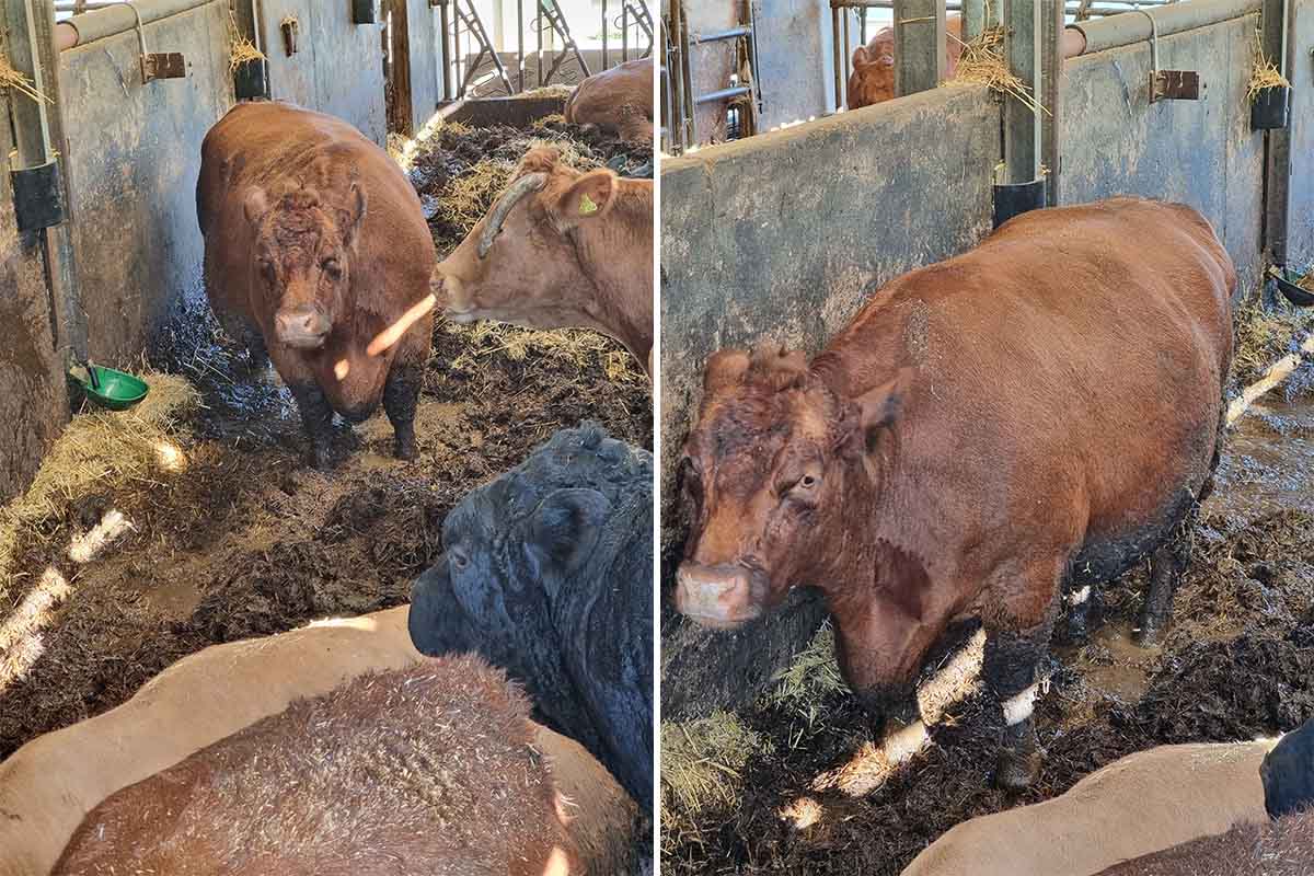 Metzger lässt Kälber und Rinder in Kot und Urin leben