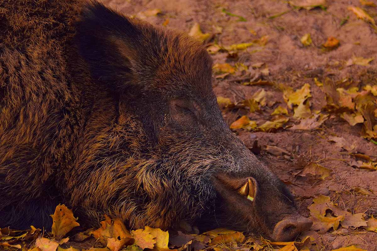 Afrikanische Schweinepest in Deutschland: alle Infos zur Seuche