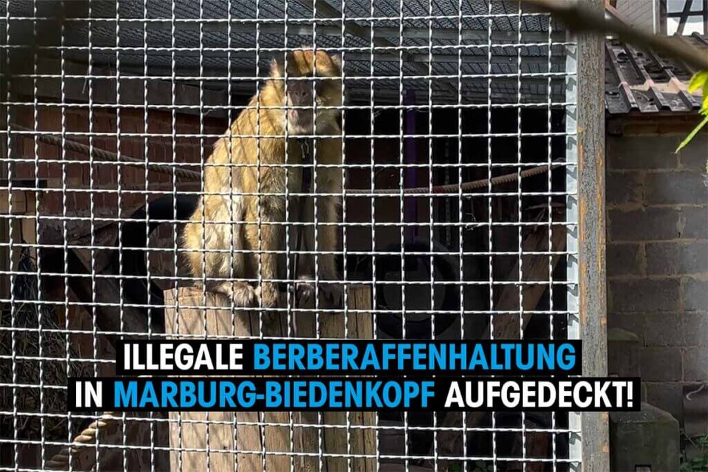 Brauer Berberaffe sind auf einem Baumstamm in einem Kaefig.