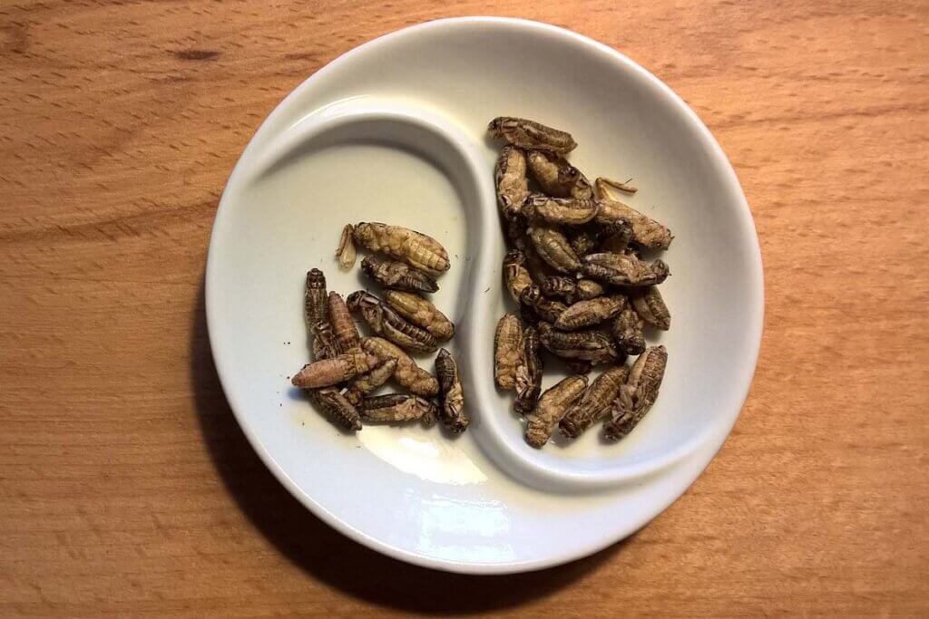 Insekten auf einem Teller