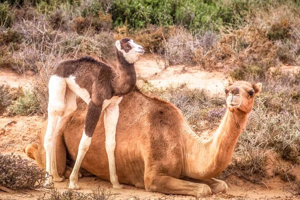 Kamel mit Kalb