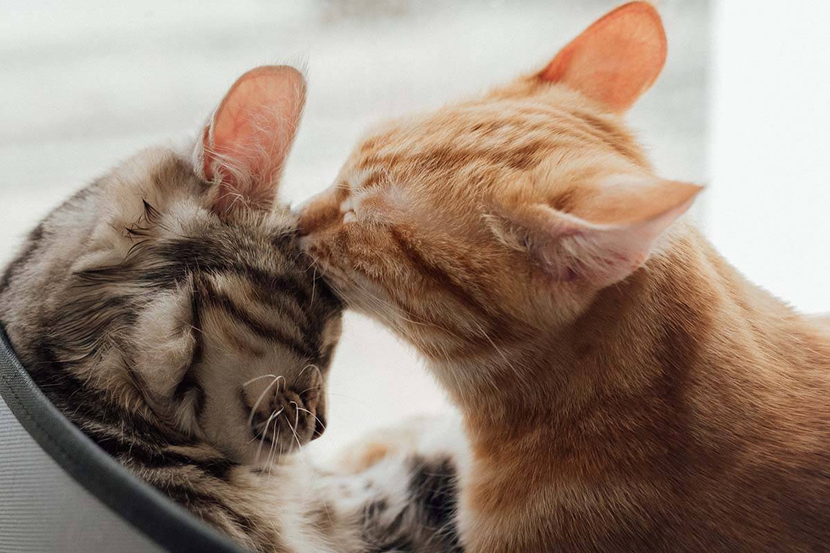 Katzen putzen sich gegenseitig