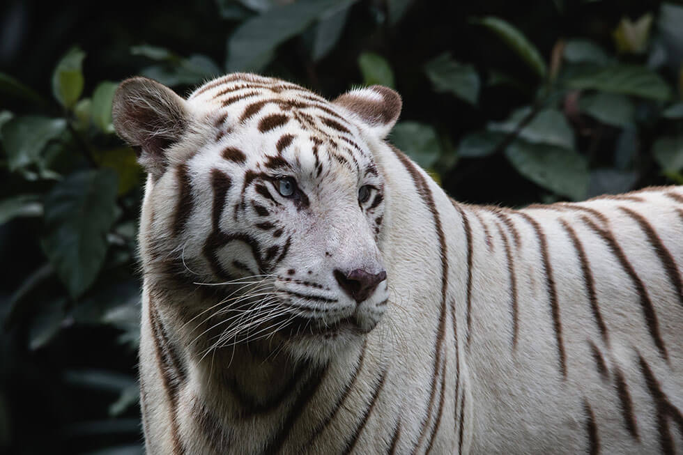 Erfolg nach PETA-Appell: Ausstellung von weißen Tigern in Las Vegas wird eingestellt