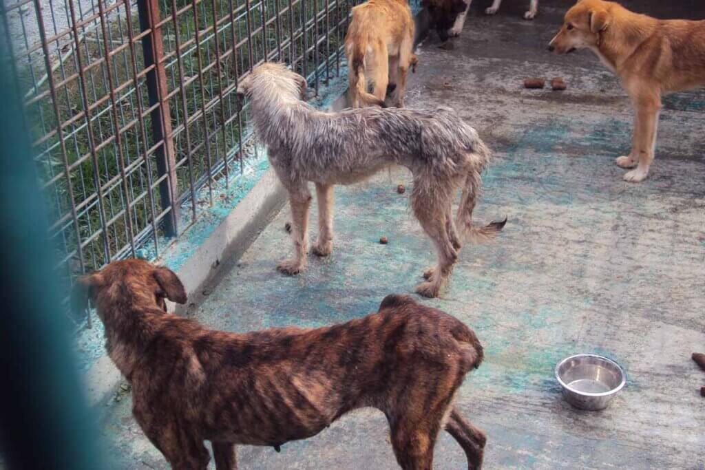 Ausgehungerte Hunde im rumaenischen Tierheim