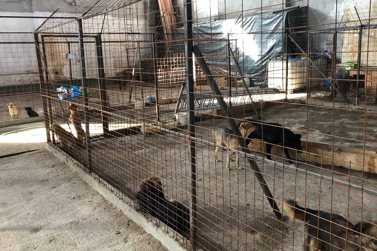 Hunde im Tierheim Rumaenien