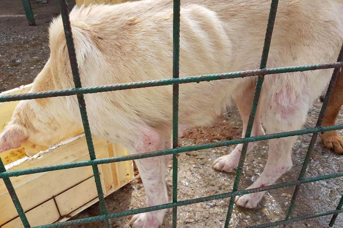 Abgemagerter Hund im Tierheim Rumaenien