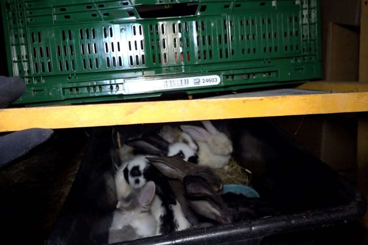 Kaninchen in einer Kiste