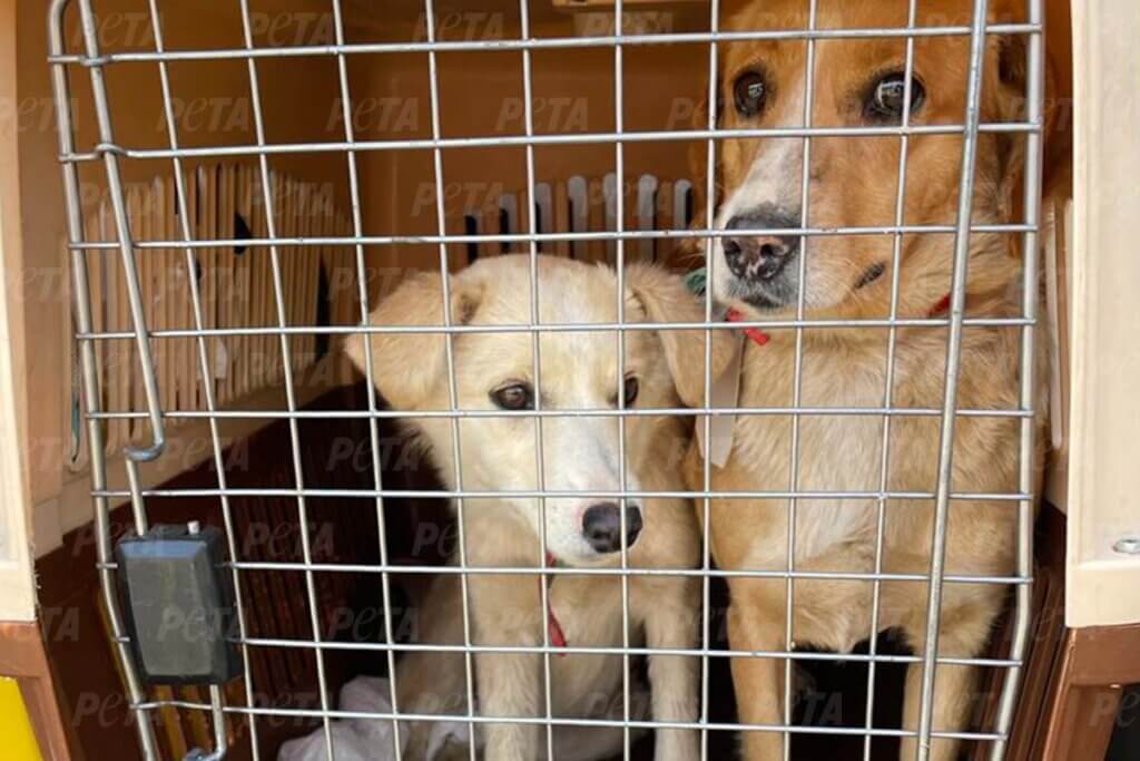 Gerettete Hunde in einer Transportbox