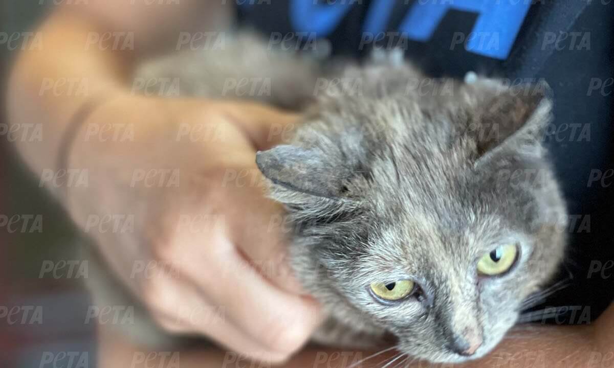Gerettete Katze aus der Ukraine