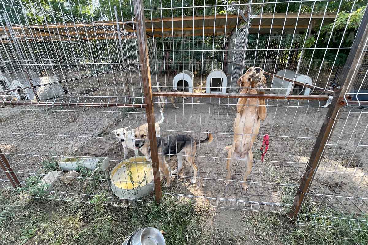 Hunde im Tierheim in der Ukraine