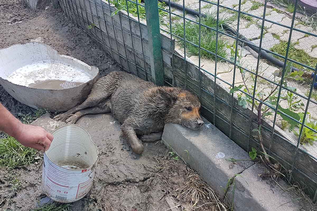 Hund im Tierheim Rumaenien
