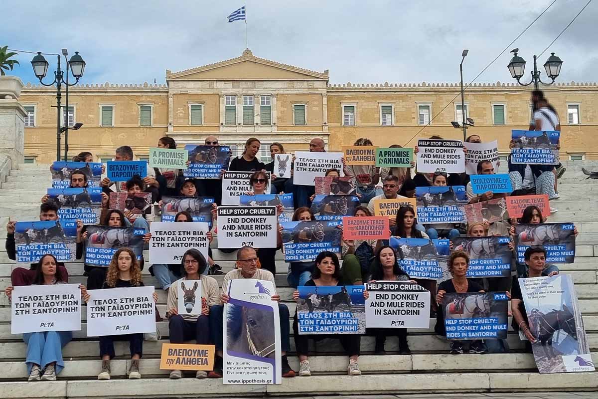 PETA Demonstration in Athen gegen Eseltaxis