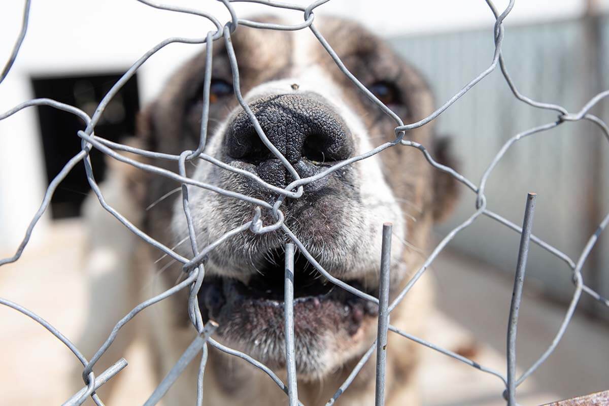 Rumänien: Millionen Hunde gefangen & getötet – helfen Sie jetzt!