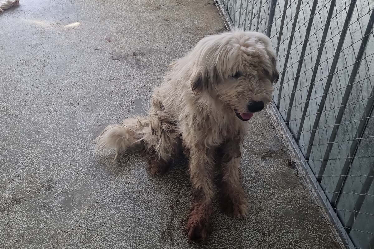 Hund aus rumaenischen Tierheim Scornicesti