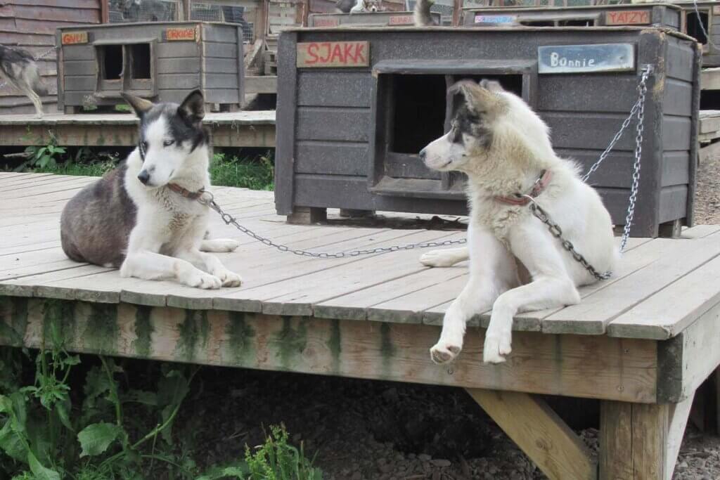 Angekettete Schlittenhunde vor Holzhuetten.