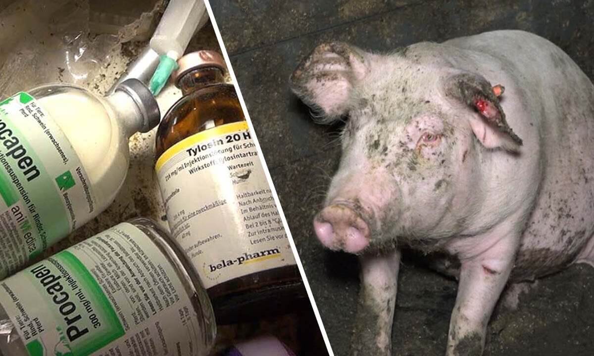 Collage. Antibiotikamittel in Flaschen. Ein dreckiges und verletztes Schwein sitzt im Matsch.
