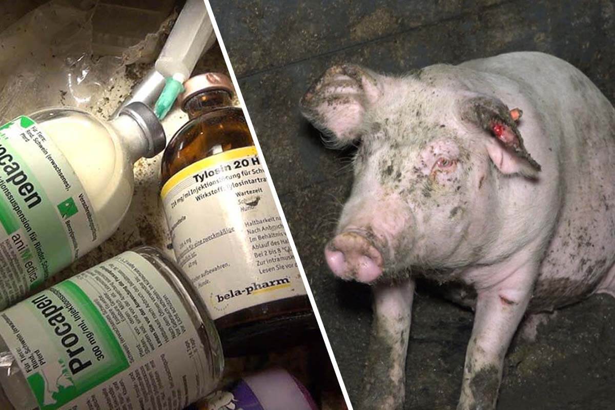Collage. Antibiotikamittel in Flaschen. Ein dreckiges und verletztes Schwein sitzt im Matsch.