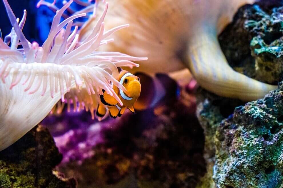 Doku „The Dark Hobby“ Woher kommen Aquarienfische?