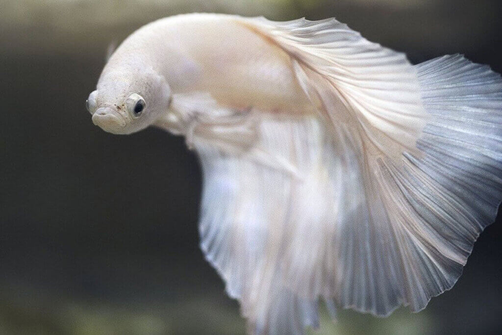 Weisser Fisch im Aquarium