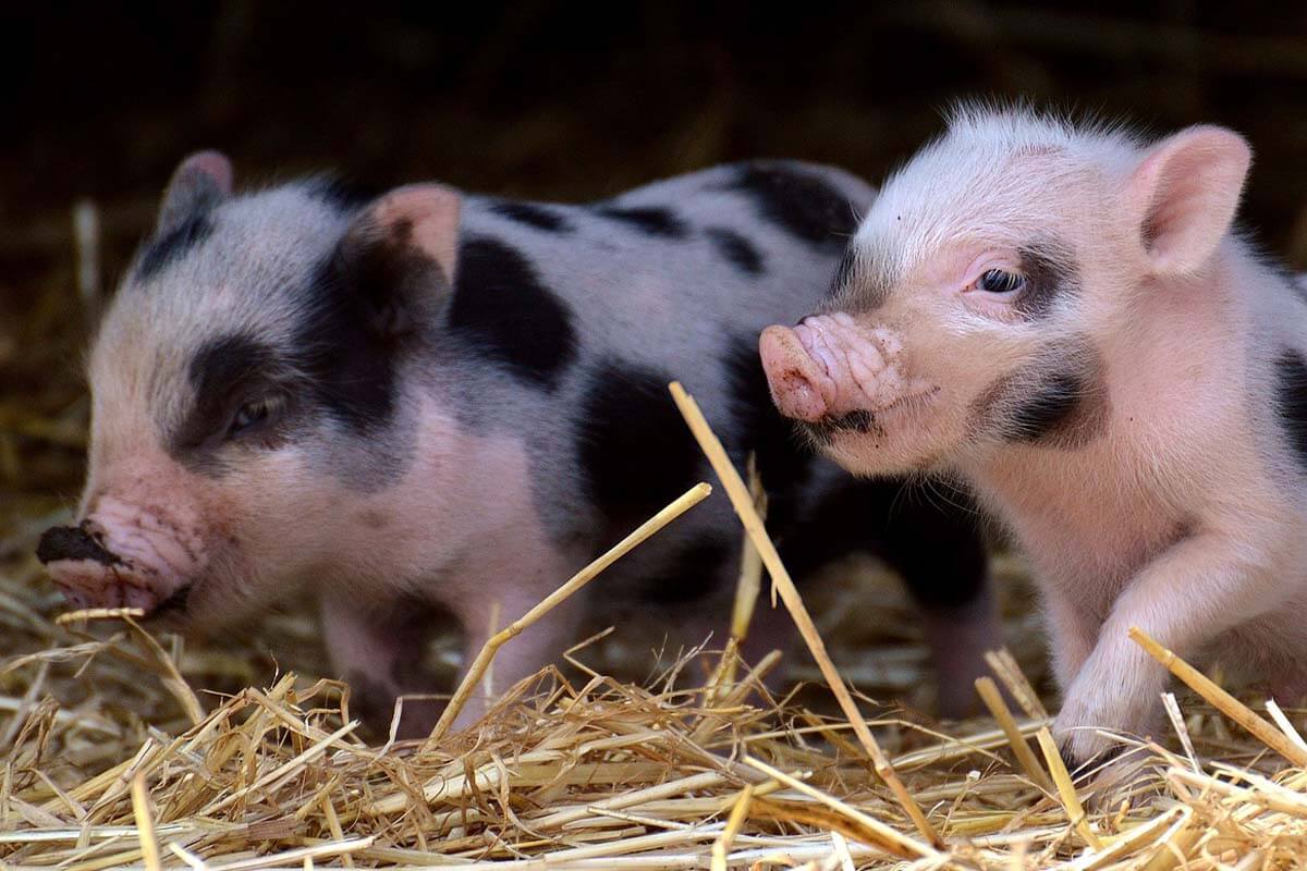 Minischwein: Darum sollten Sie kein Teacup-Schwein kaufen